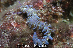 Blue Dragon Sea Slug - Northern coast of Nihau island (ne... by Jason Miyake 